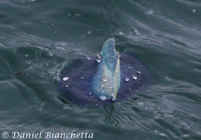 Velella Velella, photo by Daniel Bianchetta