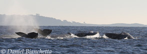 5 Gray Whales, photo by Daniel Bianchetta
