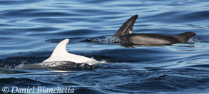 Albino or leucistic Risso's Dolphin, photo by Daniel Bianchetta