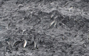 Humpback Whale lunge feeding, photo by Daniel Bianchetta