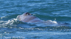 Baby Gray Whale, photo by Daniel Bianchetta