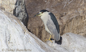 Black-crowned Night Heron, photo by Daniel Bianchetta