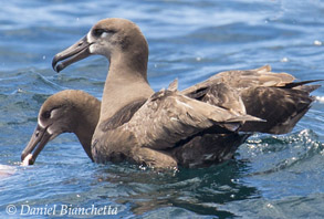 Black-footed Albatross, photo by Daniel Bianchetta