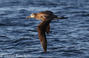 Black-footed Albatross, photo by Daniel Bianchetta