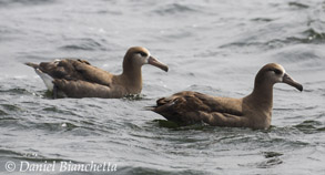 Black-footed Albatross, photo by Daniel Bianchetta