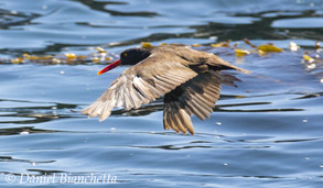 Black Oystercatcher, photo by Daniel Bianchetta