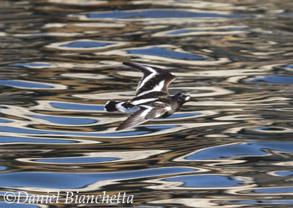 Black Turnstone, photo by Daniel Bianchetta