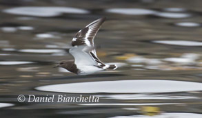 Black Turnstone, photo by Daniel Bianchetta