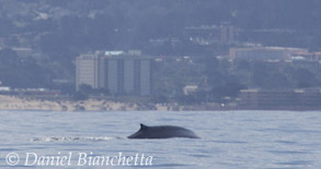 Blue Whale, photo by Daniel Bianchetta