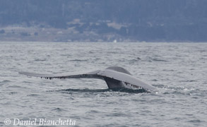 Blue Whale tail, photo by Daniel Bianchetta