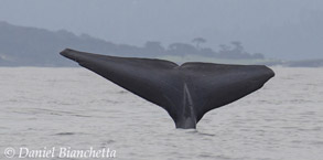 Blue Whale tail, photo by Daniel Bianchetta