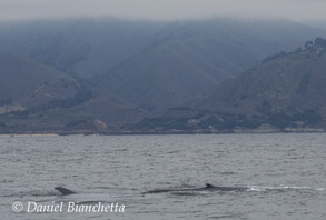 Blue Whale, photo by Daniel Bianchetta