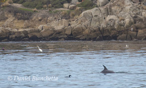 Bottlenose Dolphin and Great Egret, photo by Daniel Bianchetta