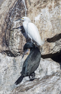 Brandt's Cormorant and Snowy Egret, photo by Daniel Bianchetta