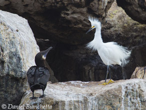 Brandt's Cormorant and Snowy Egret, photo by Daniel Bianchetta