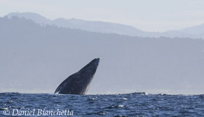 Breaching Gray Whale, photo by Daniel Bianchetta