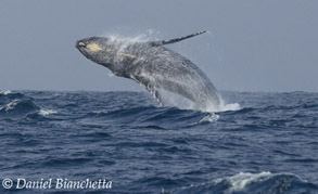 Breaching Humpback Whale, photo by Daniel Bianchetta