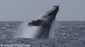 Breaching HumpbackWhale, photo by Daniel Bianchetta