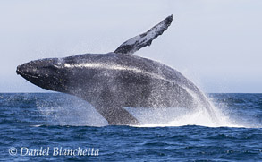 Breaching Humpback Whale, photo by Daniel Bianchetta