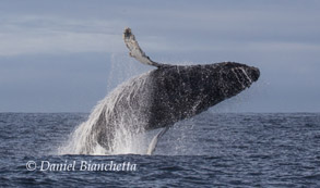 Breaching Humpback Whale, photo by Daniel Bianchetta