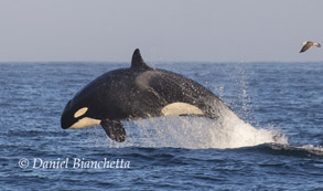 Breaching Killer Whale, photo by Daniel Bianchetta