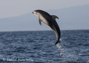 Breaching Pacific White-sided Dolphin, photo by Daniel Bianchetta