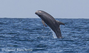 Breaching Risso's Dolphin, photo by Daniel Bianchetta