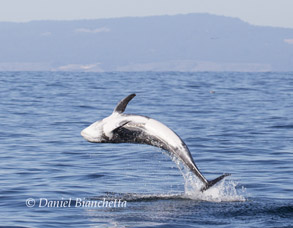 Breaching Risso's Dolphin, photo by Daniel Bianchetta