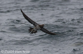 Brown Booby, photo by Daniel Bianchetta