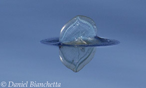 By-the-wind-sailor (Velella Velella), photo by Daniel Bianchetta