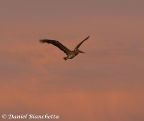 California Brown Pelican at sunset, photo by Daniel Bianchetta