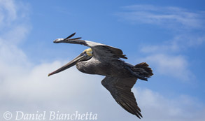 California Brown Pelican, photo by Daniel Bianchetta