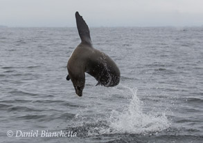 Acrobatic California Sea Lion, photo by Daniel Bianchetta