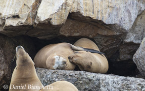 California Sea Lions, photo by Daniel Bianchetta