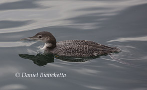 Common Loon, photo by Daniel Bianchetta