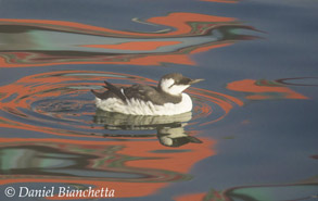 Common Murre chick, photo by Daniel Bianchetta