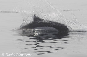 Dall's Porpoise, photo by Daniel Bianchetta