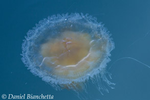 Egg-yolk Jelly, photo by Daniel Bianchetta