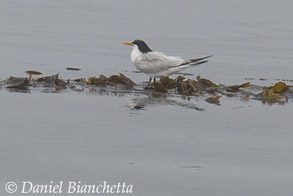 Elegant Tern, photo by Daniel Bianchetta