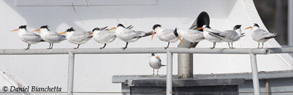 Elegant Terns, photo by Daniel Bianchetta