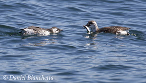 Father Common Murre feeding chick photo by Daniel Bianchetta