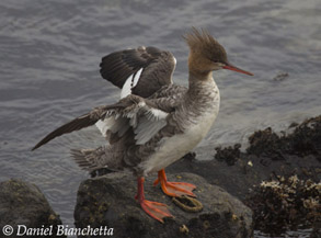 Female Red-breasted Merganser, photo by Daniel Bianchetta