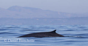 Fin Whale, photo by Daniel Bianchetta