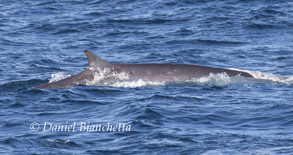 Fin Whale, photo by Daniel Bianchetta