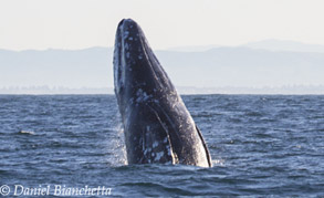 Gray Whale breaching, photo by Daniel Bianchetta