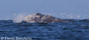 Gray Whale, photo by Daniel Bianchetta