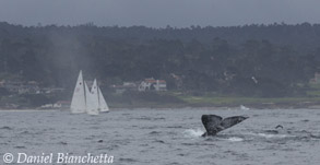 Gray Whale tail, photo by Daniel Bianchetta