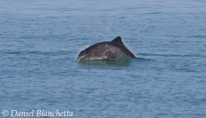 Harbor Porpoise, photo by Daniel Bianchetta