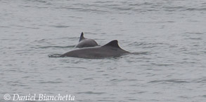 Harbor Porpoise, photo by Daniel Bianchetta