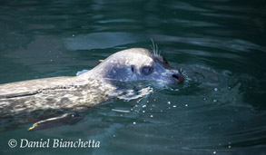 Harbor Seal, photo by Daniel Bianchetta